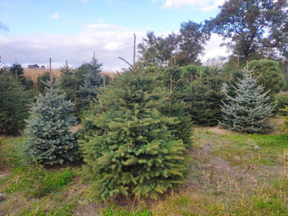 sprzedaż choinek świerkowych