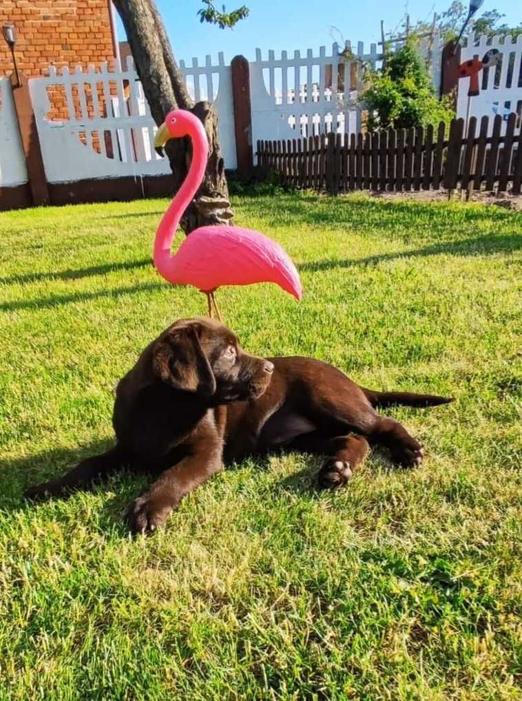 Labrador Retriever CZEKOLADA