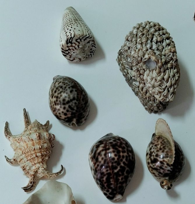 Conjunto Conchas originais muito antigas