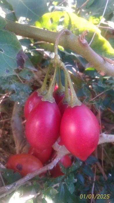 Tamarilhos  frutos  caseiros