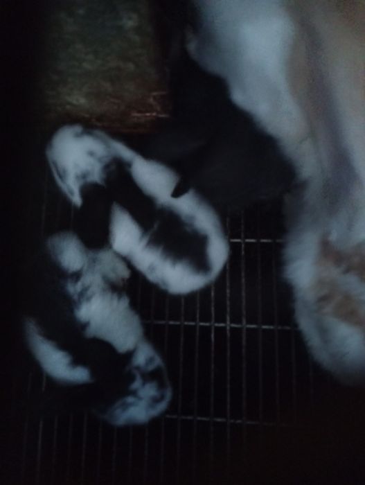 Coelhos raça borboleta