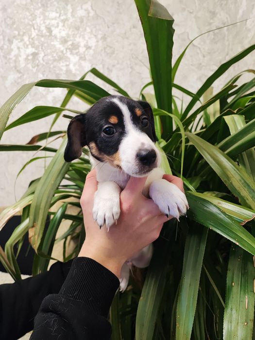 Мальчик джек-рассел-терьер с черно-белым окрасом