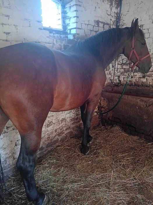 Sprzedam Klacz  Śląska -4letnia