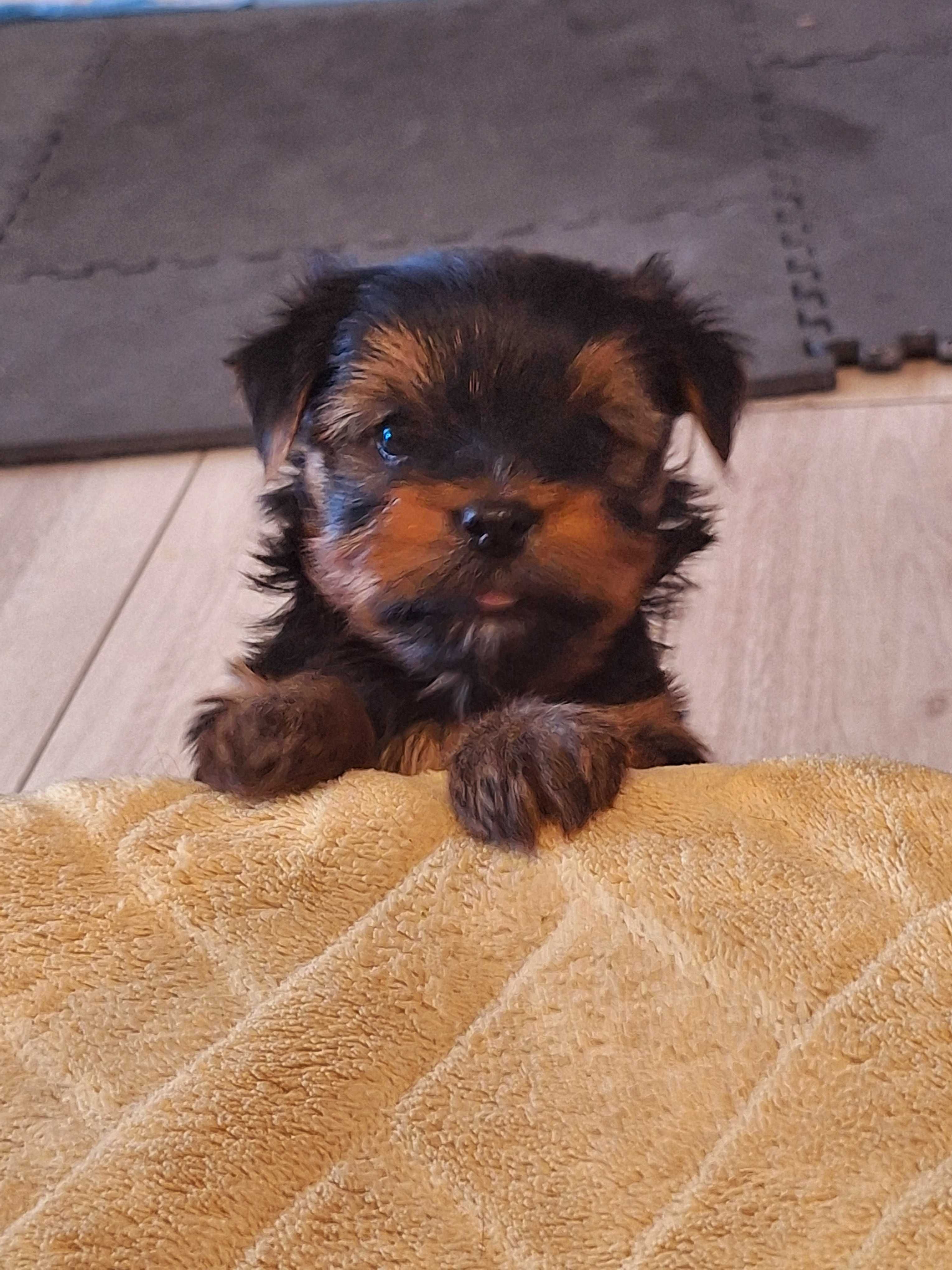 Yorkshire terrier