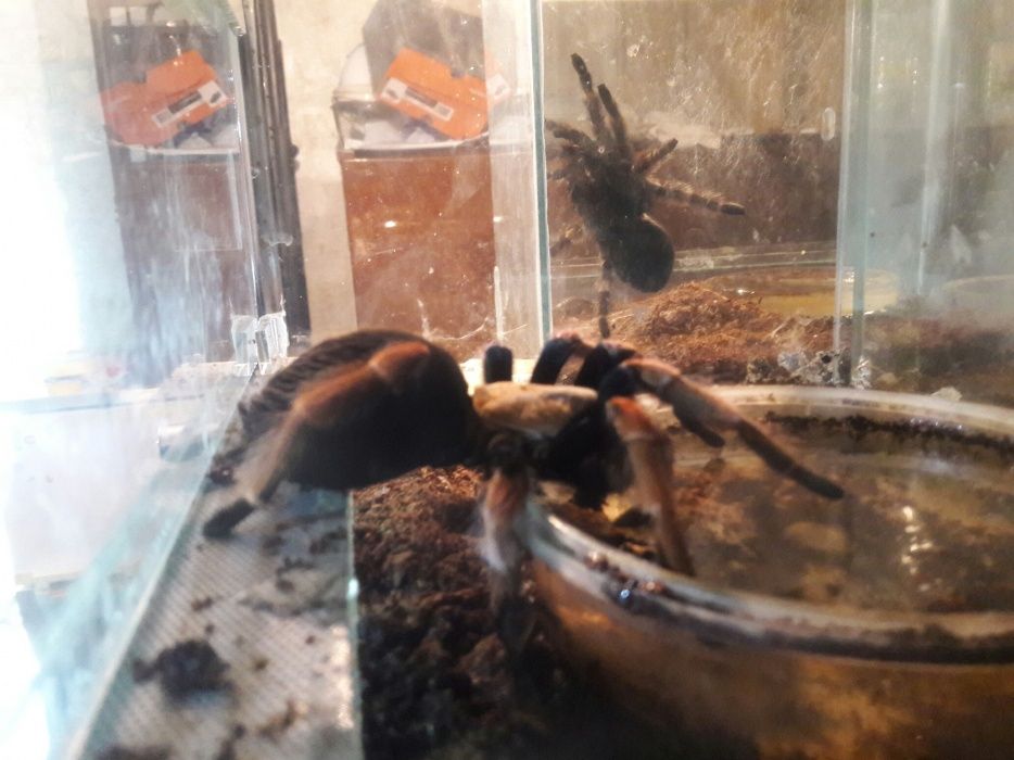 паук птицеед, мексиканский красноколенный  самки 5 см. по телу