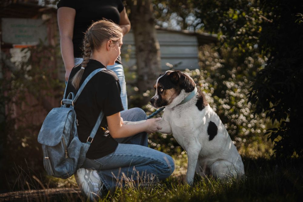 Adwent – duży przytulak, który kocha dzieci i marzy o rodzinie!
