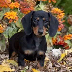 Продається чудове цуценя!