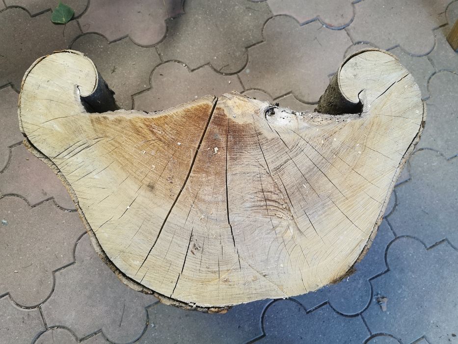 Plaster drewna bukowego po uderzeniu piorunem