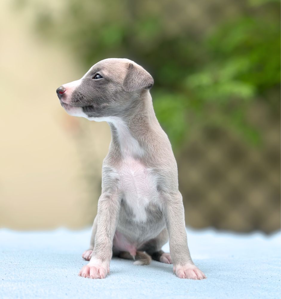 Whippet chart angielski
