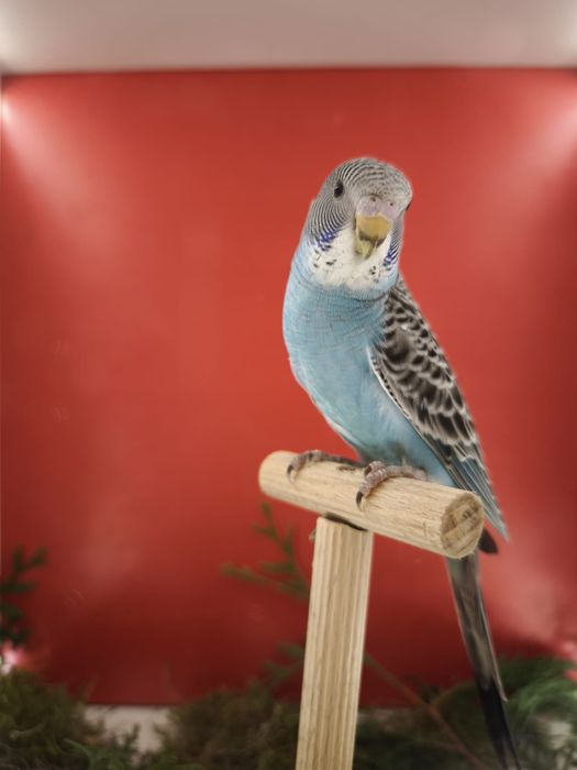 Papugi faliste szpalty BW