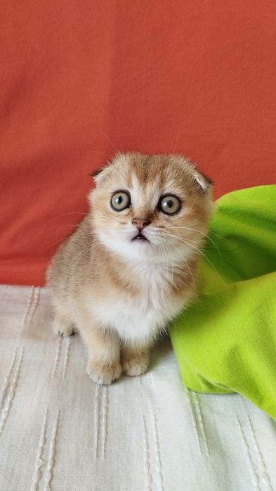 Замечательная шотландская вислоухая кошечка