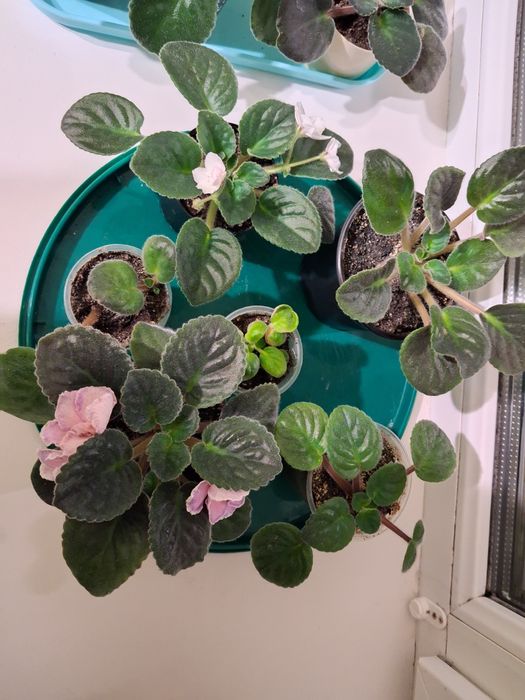 Фіалки молоді перше цвітіння