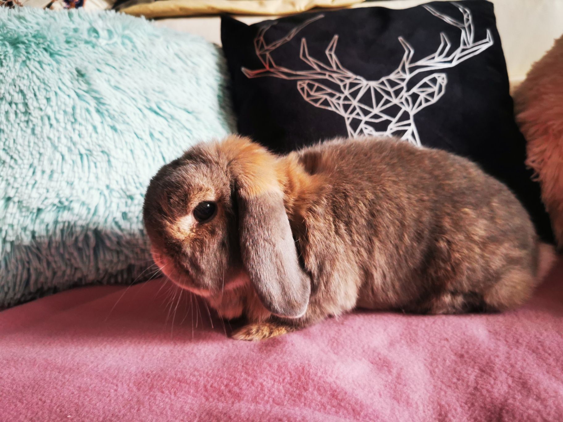 Królik miniaturka mini lop