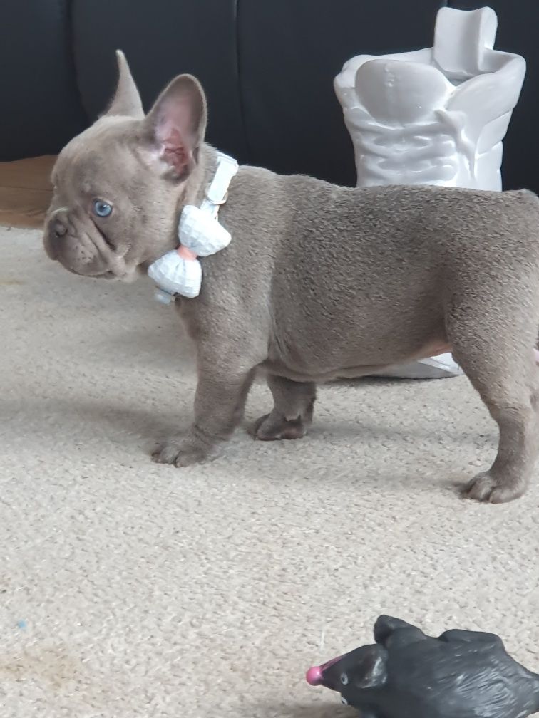 Buldog francuski  / Liliowy piesek