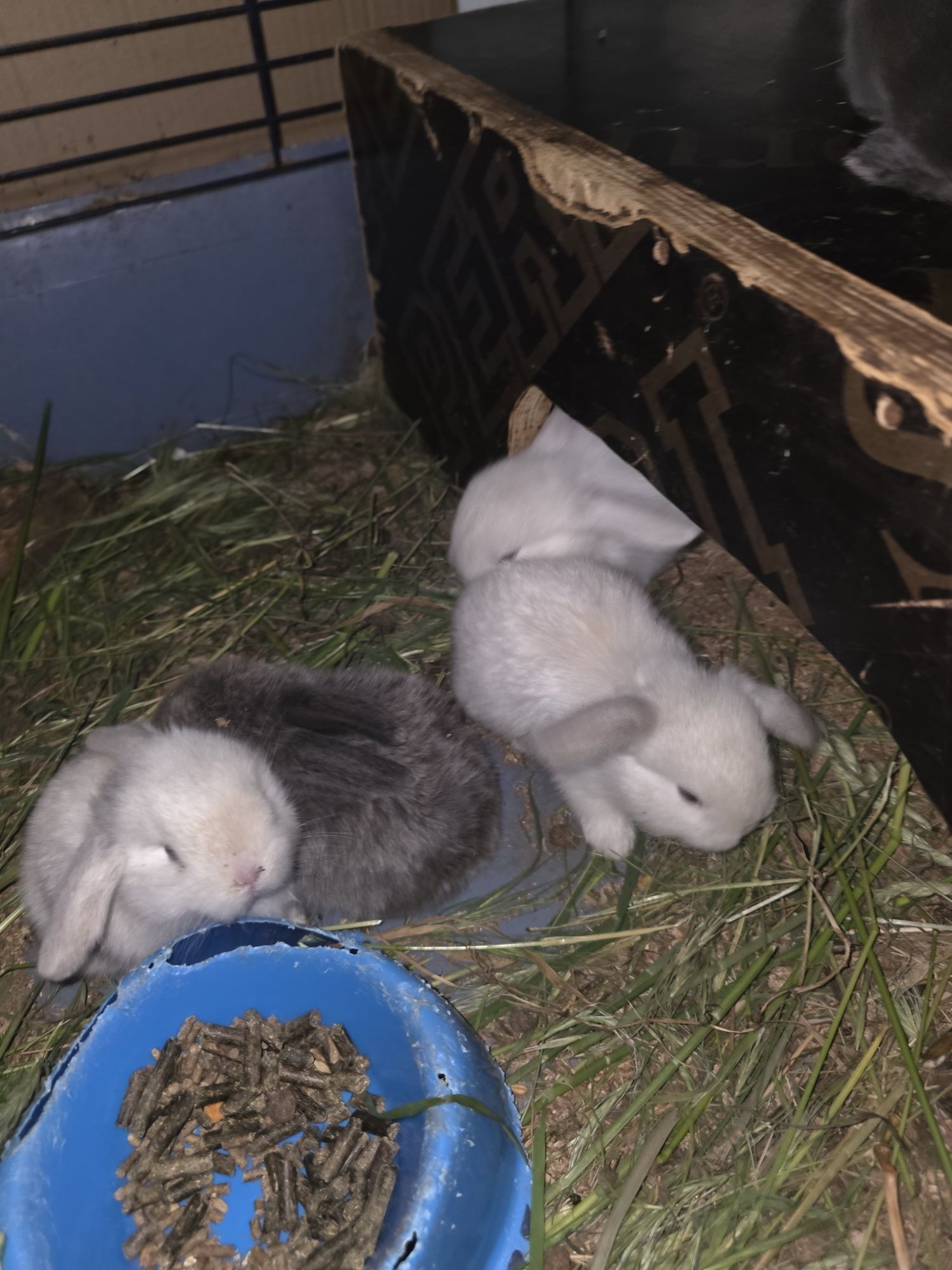 coelhos mini lop