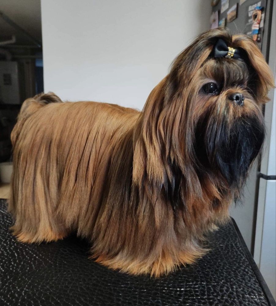 Shih Tzu Zkwp FCI Piesek TEOS brązowo czarny