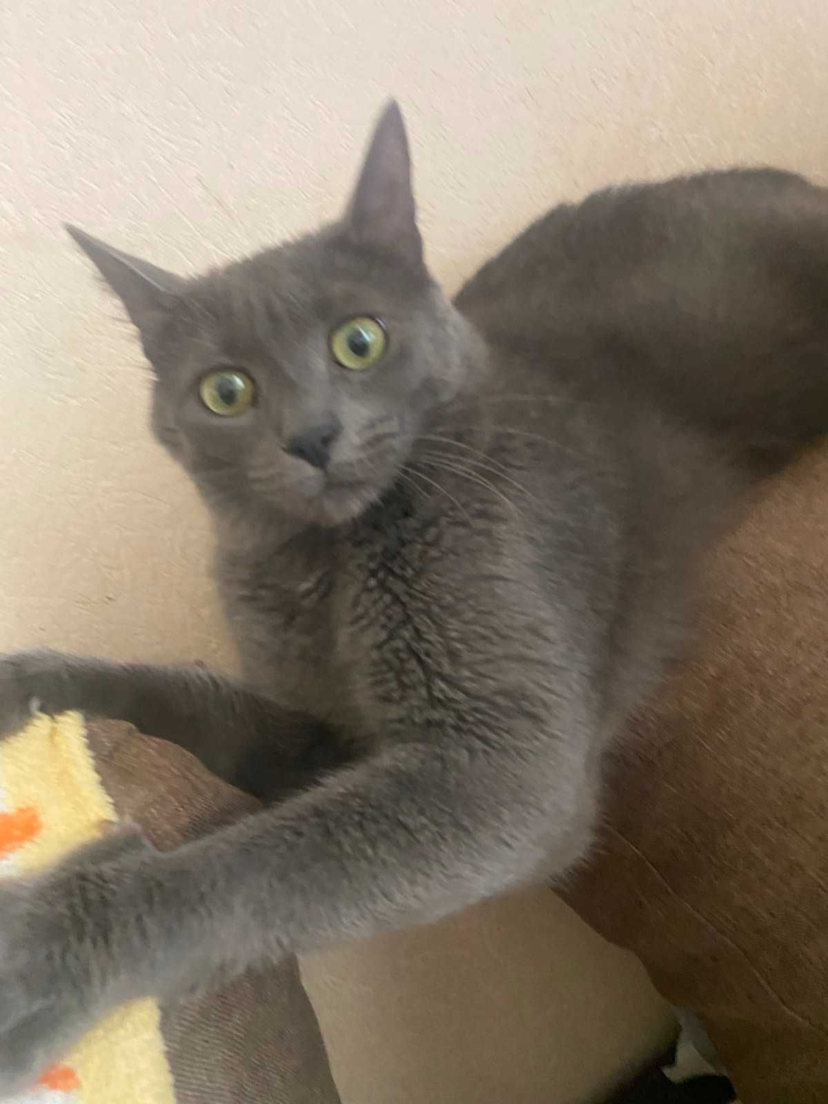 Котик сірий молодий