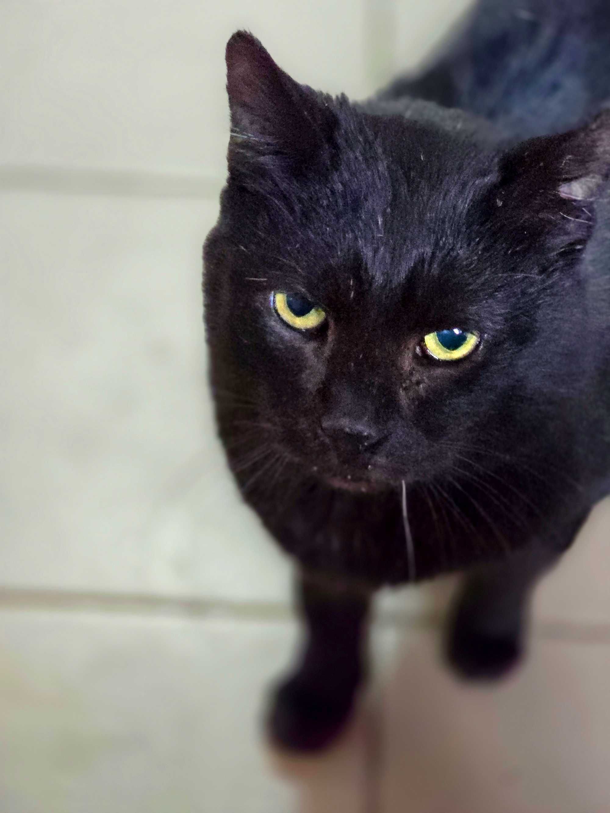 Momo - piękny czarny kocurek do adopcji. Kot, adopcja, kocur
