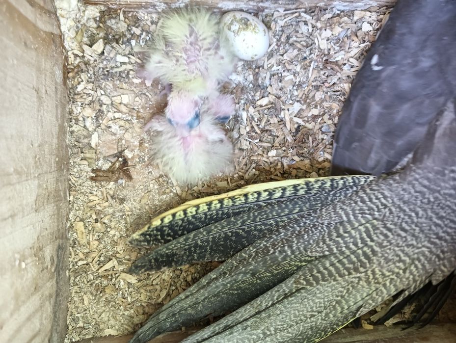 Crias de caturras para criar a mão