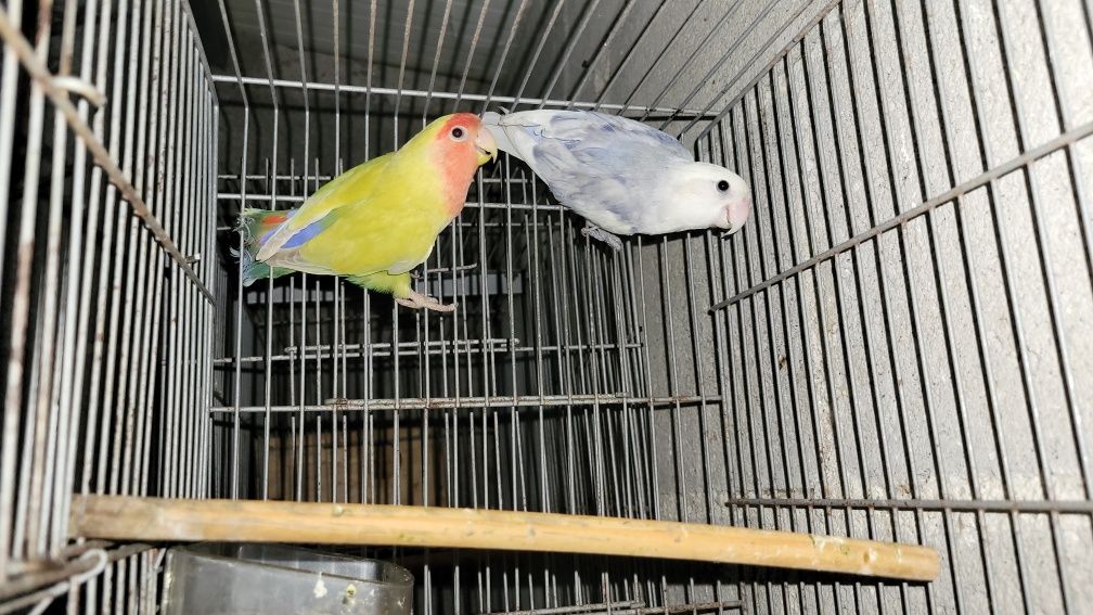 Casais de agapornis reprodutores