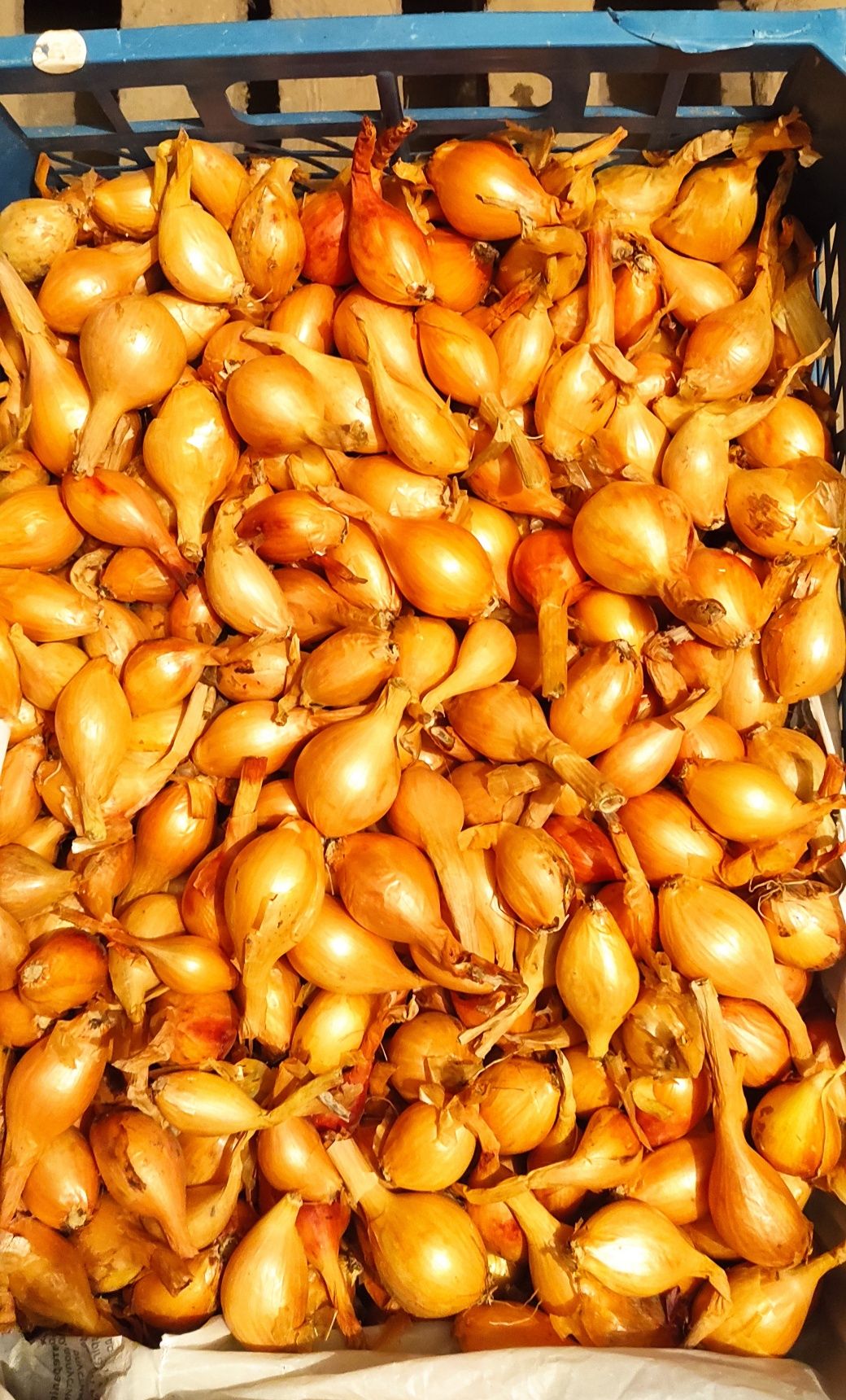 Продам цибулю кущівку