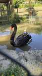 Vendo  cisne preto...
