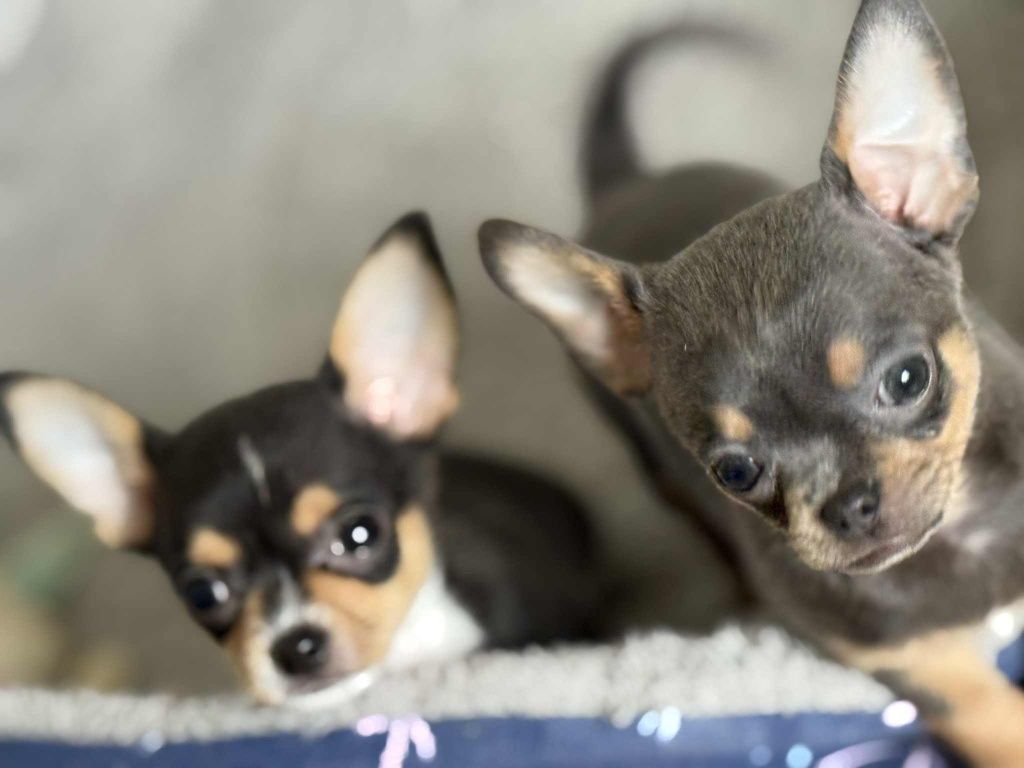 Piesek Chihuahua