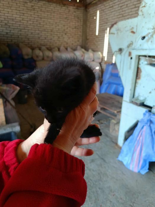 Kotki szukają domów