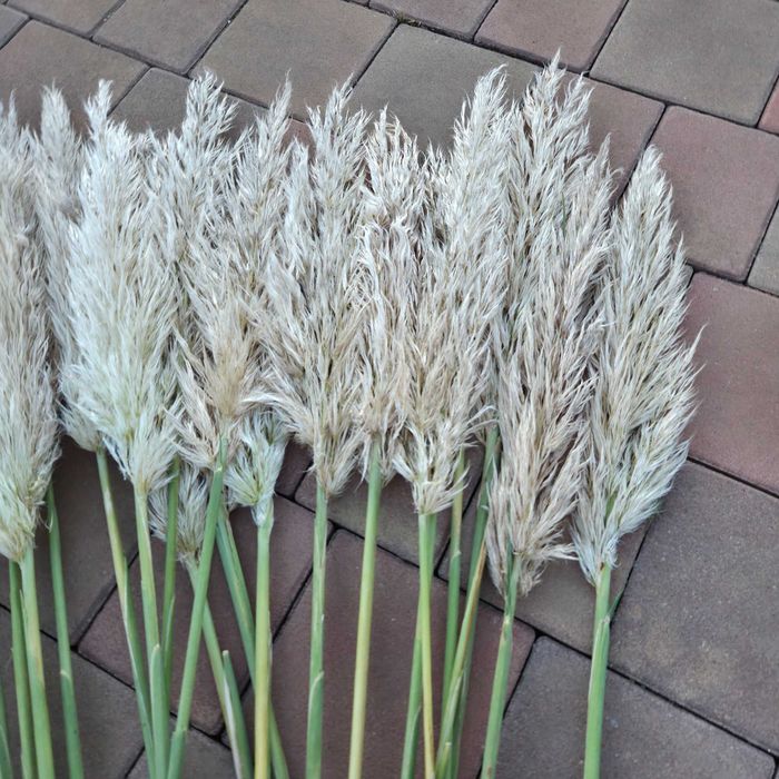 Trawa pampasowa kwiatostany