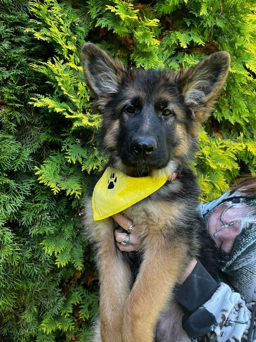 Ostatnia wolną mocna sunia potęga szczeniak owczarek niemieckiego