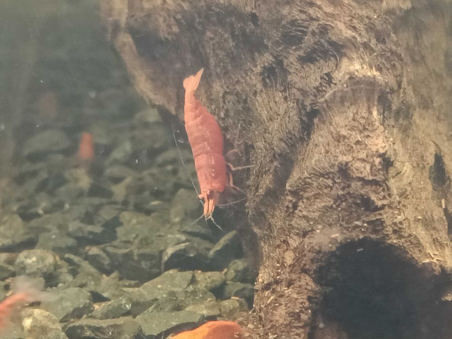 Krewetki Neocaridina Red Cherry słodkowodne akwarium