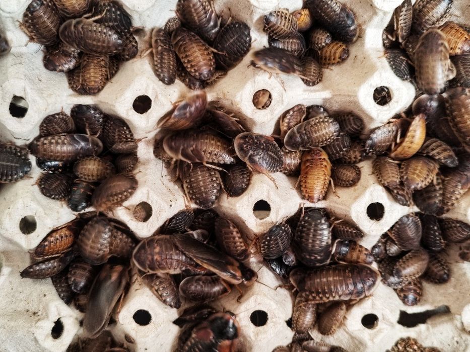 500 dubi 2-3 cm karaczany argentyńskie