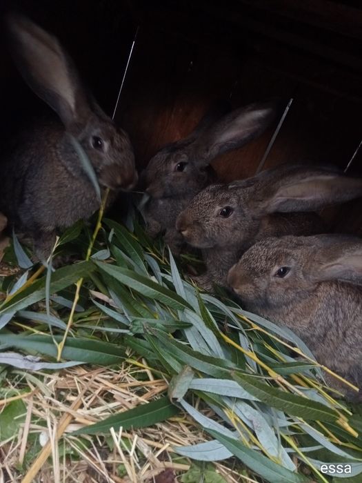 Witam sprzedam Cztery kruliki samiczki mieszńce