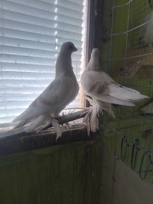 Blauwindry, blauwindery sprzedam , samce samice młode i starsze