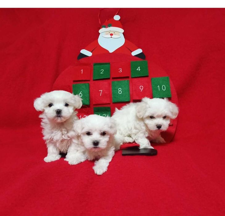 Suczka maltańczyk maltańczyk