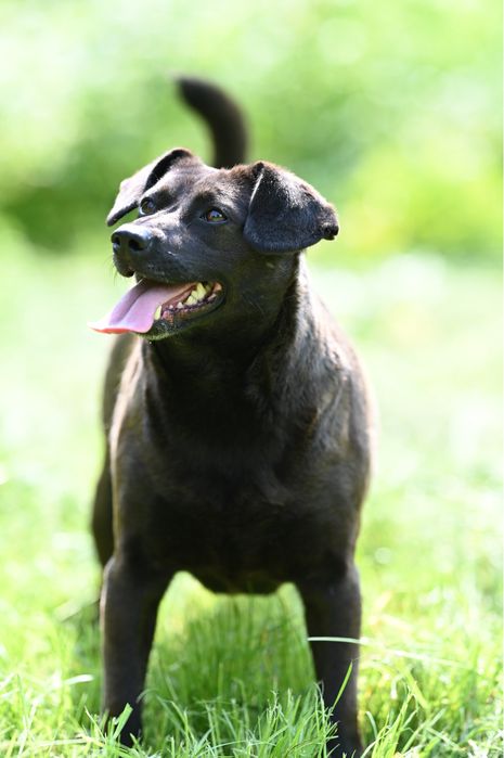 Kochana sunia szuka domu