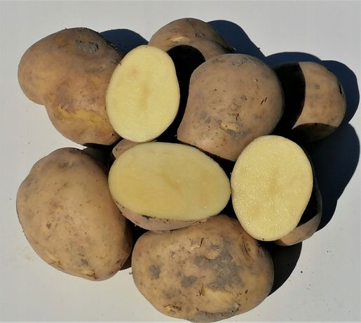 Ziemniaki jadalne Denar