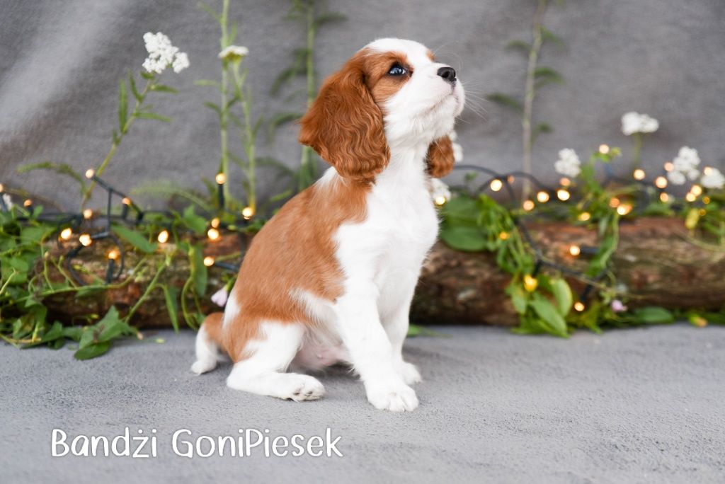 Cavalier King Charles Spaniel Blenheim