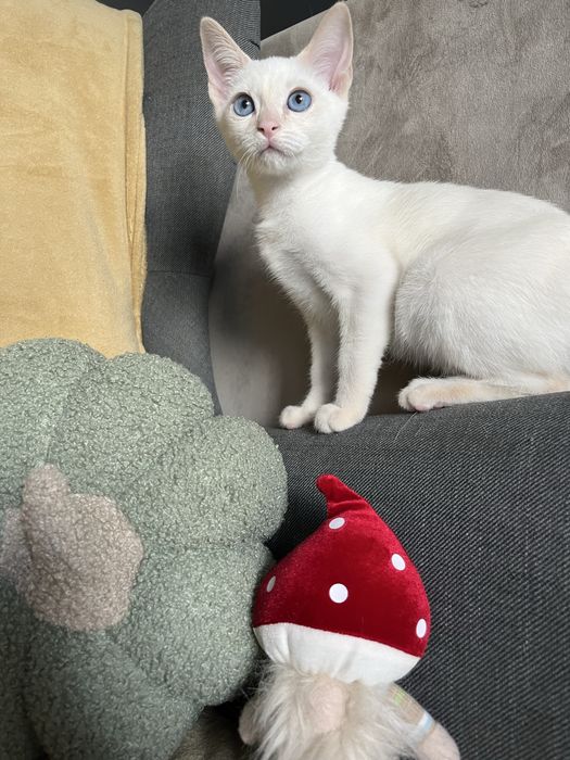 Kocurek tajski Geralt z legalnek hodowli