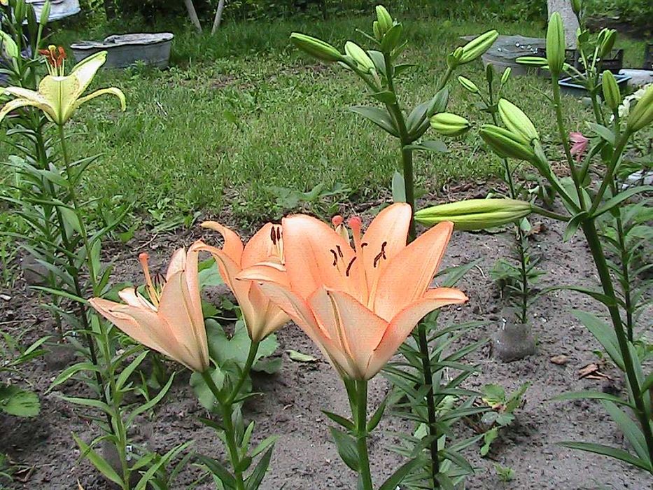 элитные лилии в саду