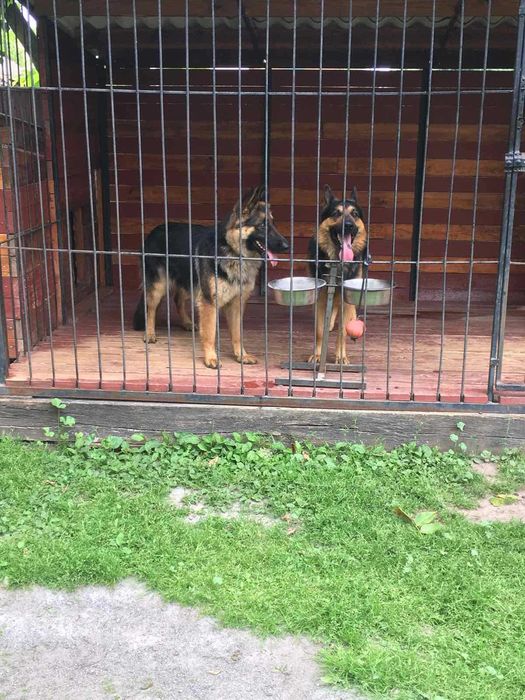 В'язка. Німецька вівчарка. Кобель