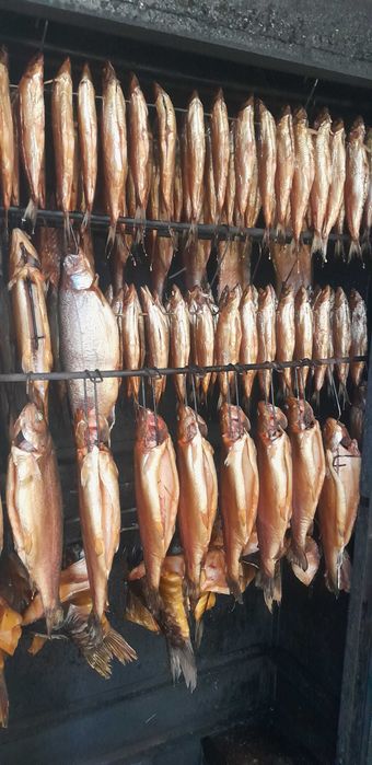 Ryby wędzone tradycyjnie : węgorz, pstrąg, karp, jesiotr, sielawa