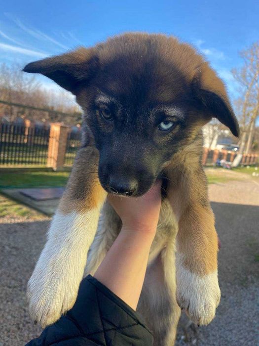 Цуценята в добрі руки