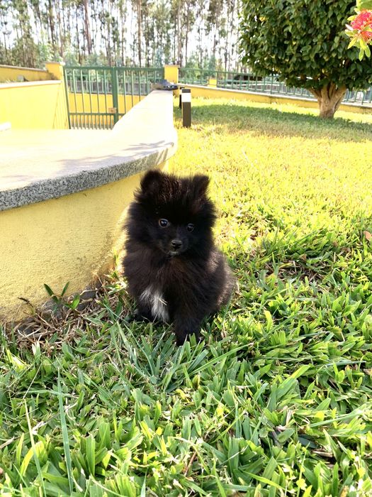 Spitz Disponivel