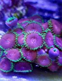 Akwarium morskie, Zoanthus Fake Chilli Lime 30-40 polipów