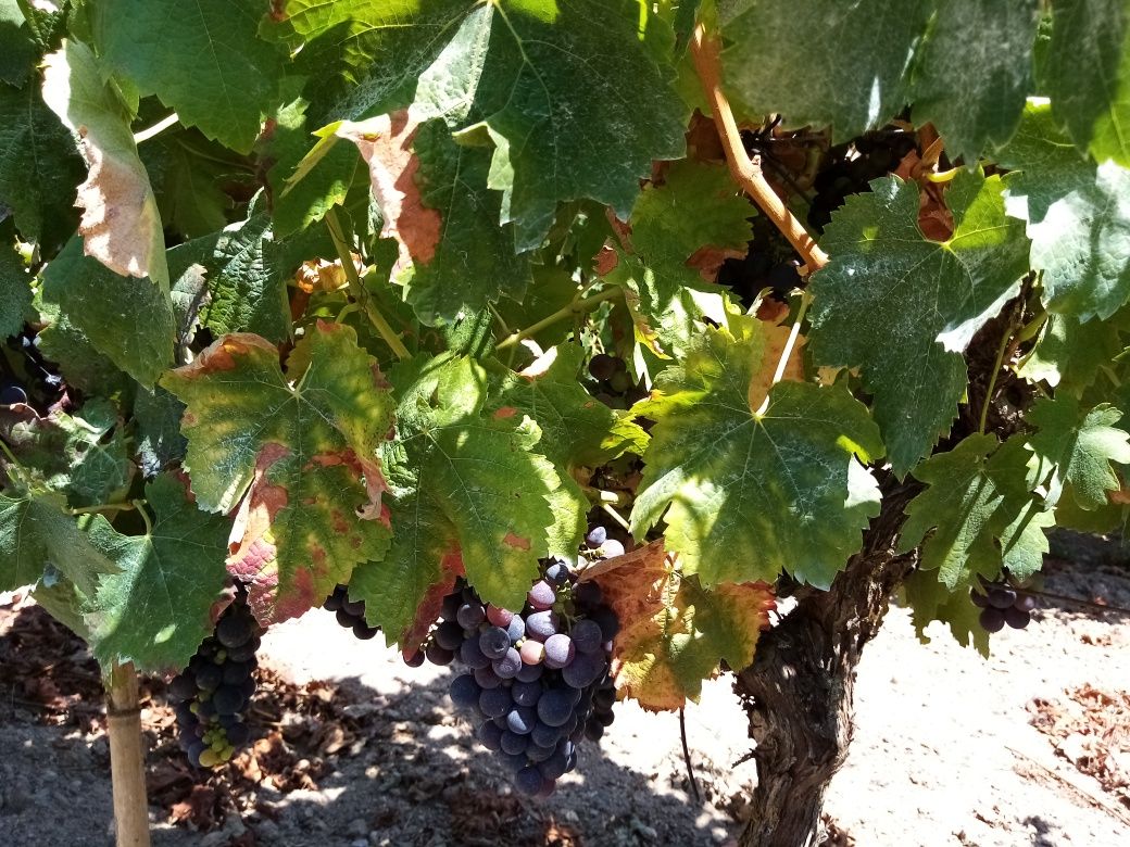 Vendo uvas tintas
