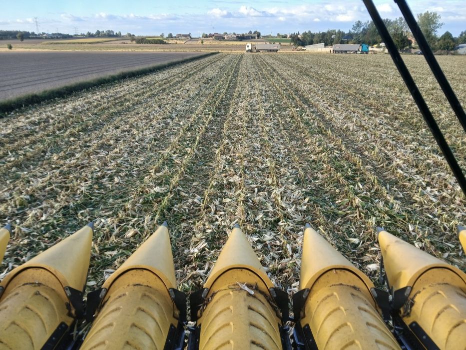 Koszenie zbiór SKUP kukurydzy na ziarno Wywóz gnojowicy obornika siew