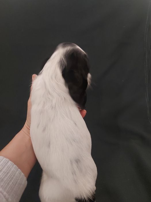 Cocker spaniel angielski