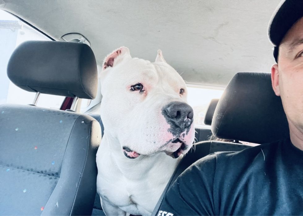 Skradziono psa American Bully 32-540 Trzebinia nagroda 5 tys zł