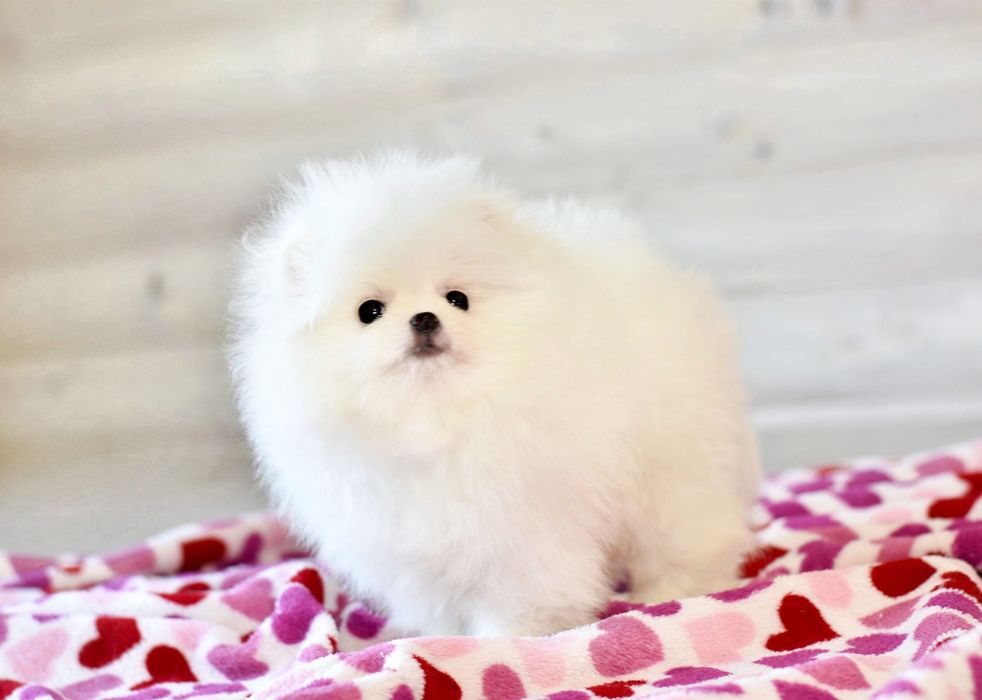 Шикарнейшая мини девочка померанский шпиц белого окраса в типе мишка!